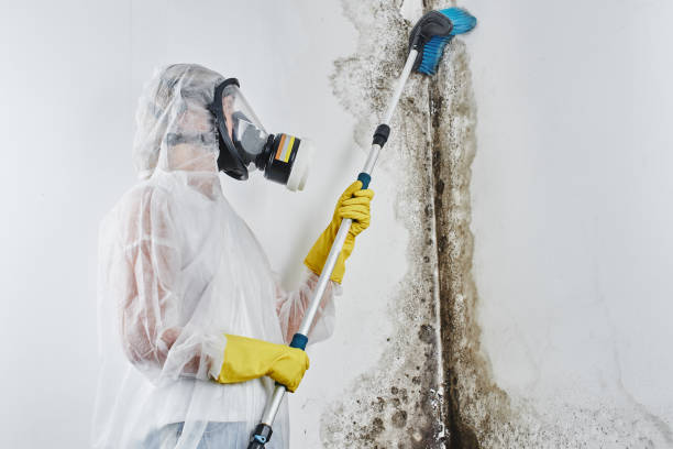 Best Mold Remediation  in Ckam Housing, HI