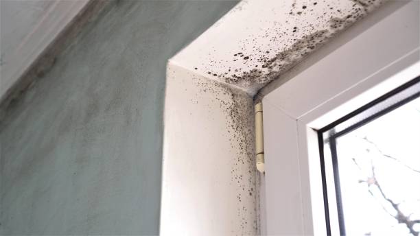 Best Mold Cleaning Services  in Ckam Housing, HI