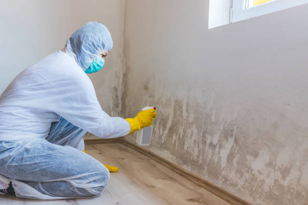 Best Attic Mold Removal  in Ckam Housing, HI