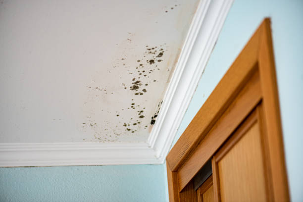 Best Residential Mold Removal  in Ckam Housing, HI