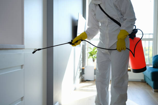 Best Home Mold Removal  in Ckam Housing, HI