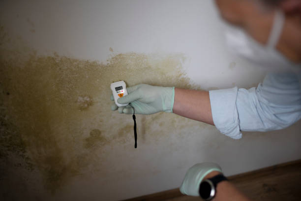 Best Local Mold Removal Service  in Ckam Housing, HI