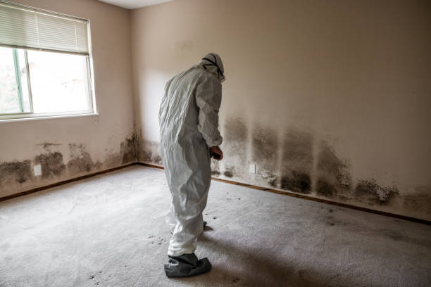 Best Certified Mold Removal  in Ckam Housing, HI
