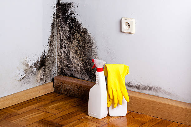 Mold Removal Process in Hickam Housing, HI