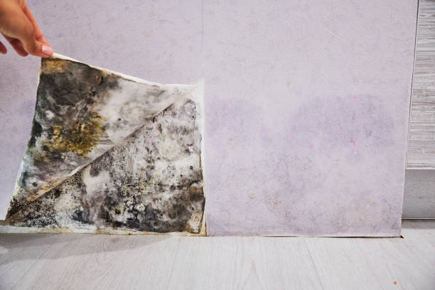Best Emergency Mold Removal  in Ckam Housing, HI